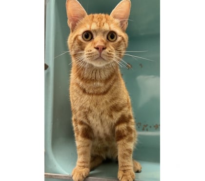 Don animaux Beziers Hérault - Photos Vivastreet ABELIX, chat roux 1 an type européen non lof