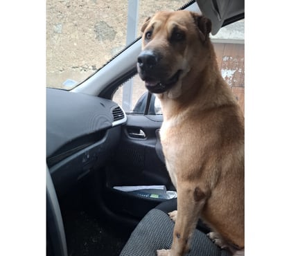 Adoption animaux Valreas Vaucluse - Photos Vivastreet Vichy, chienne type shar pei, 2 ans non lof