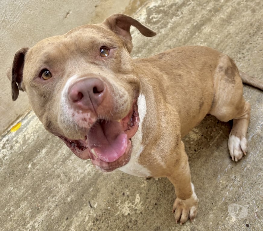 Don animaux Hérault Montpellier - Photos Vivastreet AMORA, chien type bouledogue américain, 5 ans non lof