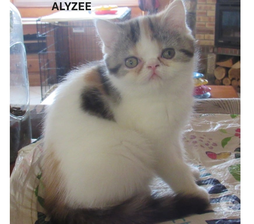Vente Haute-Loire Javaugues - 43100 - Photos Vivastreet MAGNIFIQUE CHATON FEMELLE EXOTIC SHORTHAIR LOOF