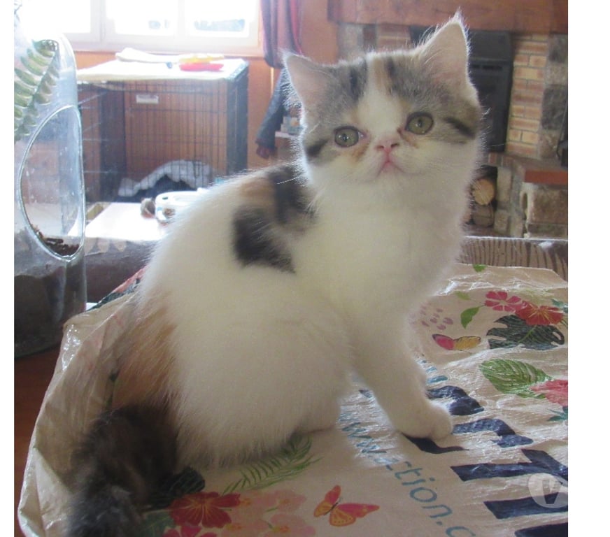 Vente Haute-Loire Javaugues - 43100 - Photos Vivastreet MAGNIFIQUE CHATON FEMELLE EXOTIC SHORTHAIR LOOF