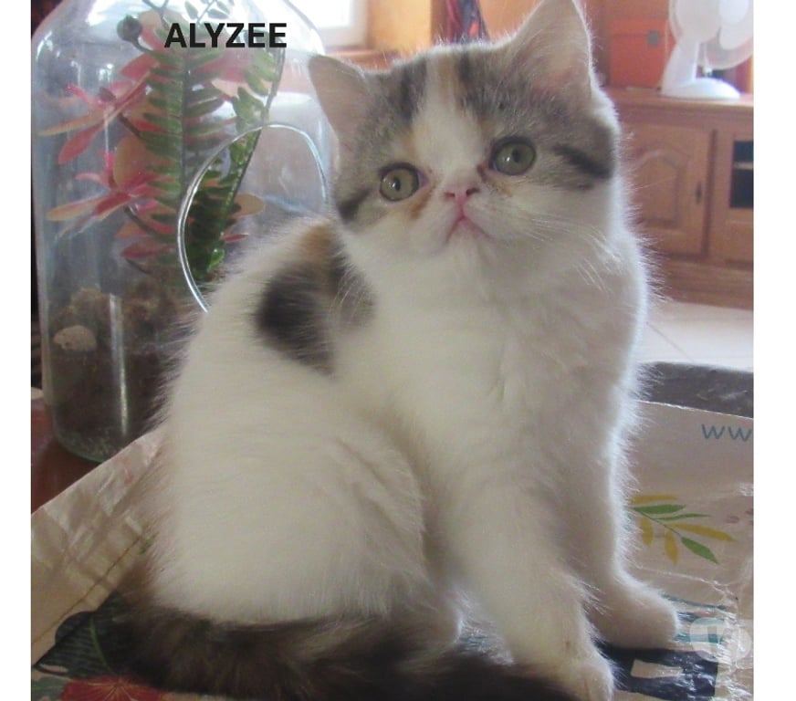 Vente Haute-Loire Javaugues - 43100 - Photos Vivastreet MAGNIFIQUE CHATON FEMELLE EXOTIC SHORTHAIR LOOF