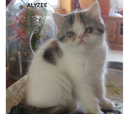 Vente animaux Javaugues Haute-Loire - Photos Vivastreet MAGNIFIQUE CHATON FEMELLE EXOTIC SHORTHAIR LOOF
