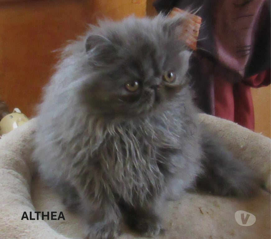 Vente Haute-Loire Javaugues - 43100 - Photos Vivastreet SUPERBE CHATON PERSAN FEMELLE LOOF