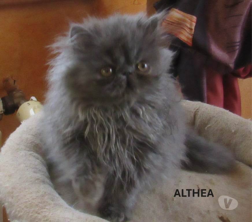 Vente Haute-Loire Javaugues - 43100 - Photos Vivastreet SUPERBE CHATON PERSAN FEMELLE LOOF