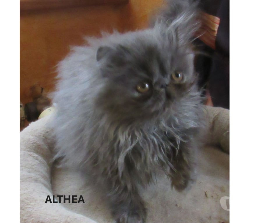 Vente Haute-Loire Javaugues - 43100 - Photos Vivastreet SUPERBE CHATON PERSAN FEMELLE LOOF