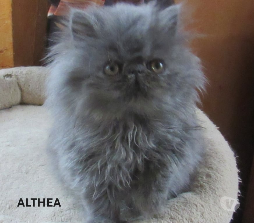 Vente Haute-Loire Javaugues - 43100 - Photos Vivastreet SUPERBE CHATON PERSAN FEMELLE LOOF