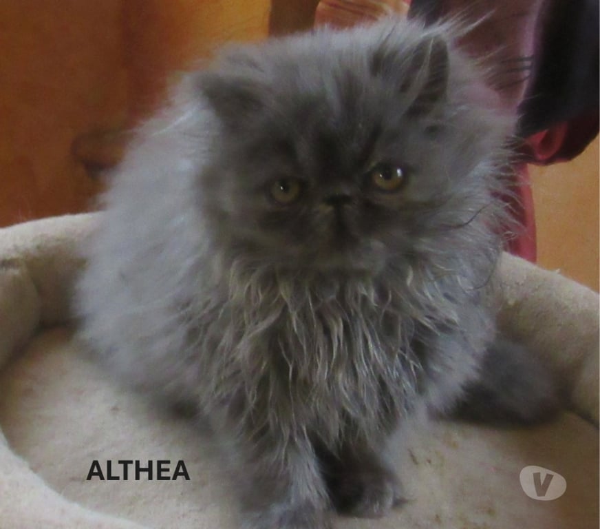 Vente Haute-Loire Javaugues - 43100 - Photos Vivastreet SUPERBE CHATON PERSAN FEMELLE LOOF