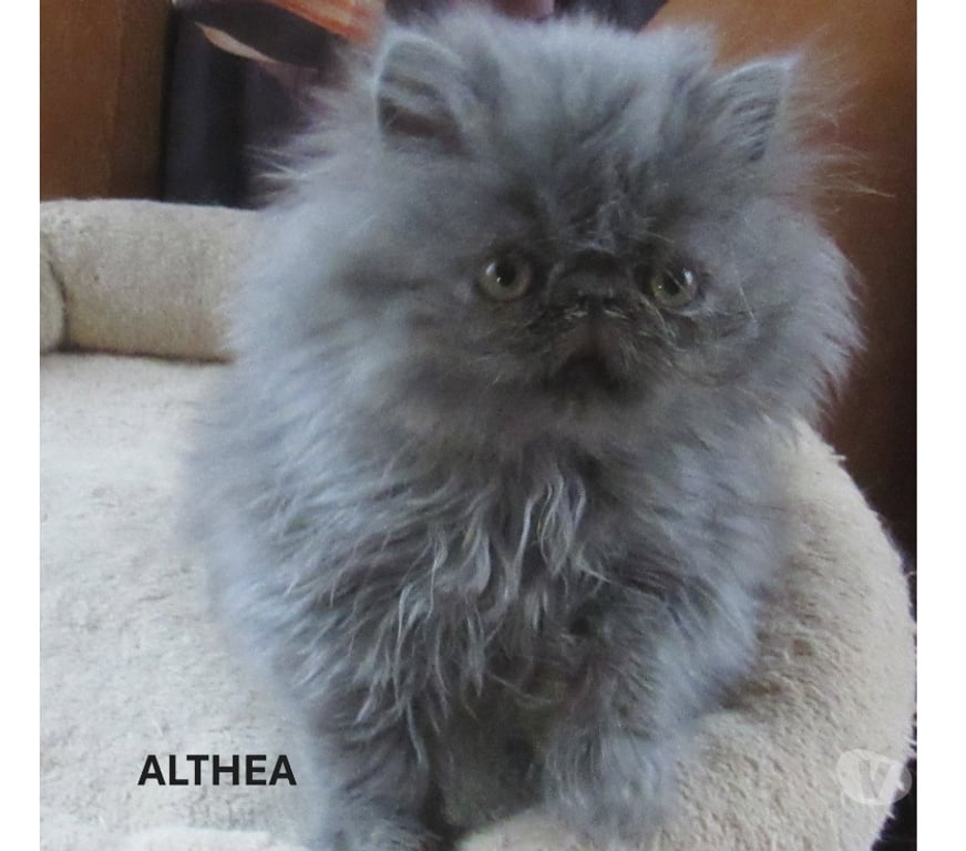 Vente Haute-Loire Javaugues - 43100 - Photos Vivastreet SUPERBE CHATON PERSAN FEMELLE LOOF