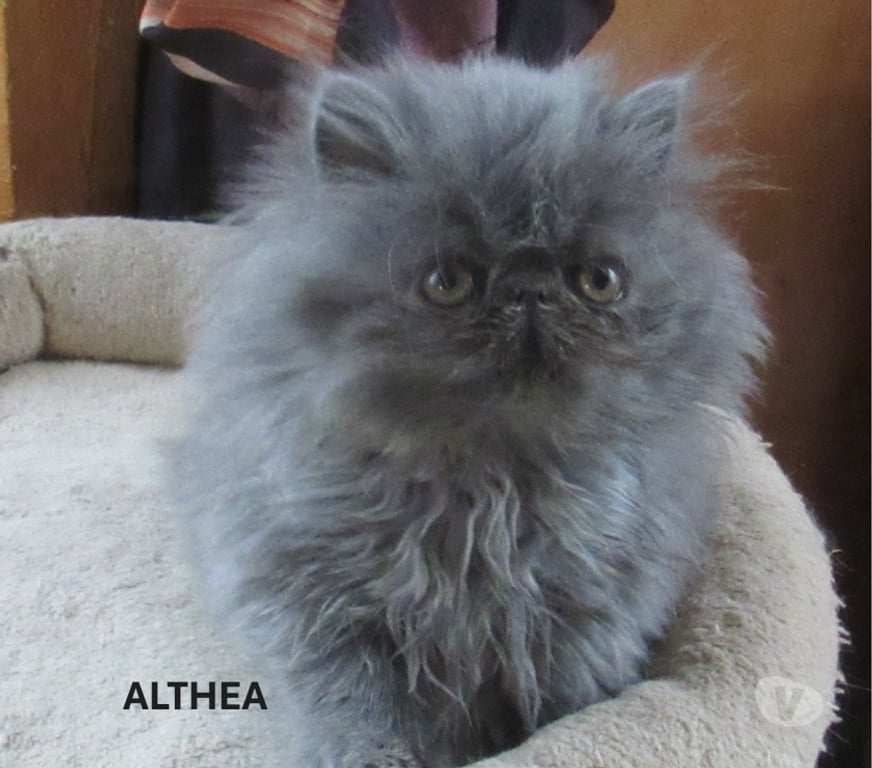 Vente Haute-Loire Javaugues - 43100 - Photos Vivastreet SUPERBE CHATON PERSAN FEMELLE LOOF