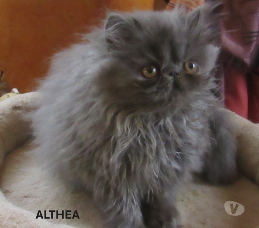 Vente Haute-Loire Javaugues - 43100 - Photos Vivastreet SUPERBE CHATON PERSAN FEMELLE LOOF