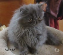 SUPERBE CHATON PERSAN FEMELLE LOOF