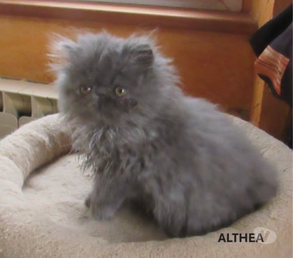 Vente animaux Javaugues Haute-Loire - Photos Vivastreet SUPERBE CHATON PERSAN FEMELLE LOOF