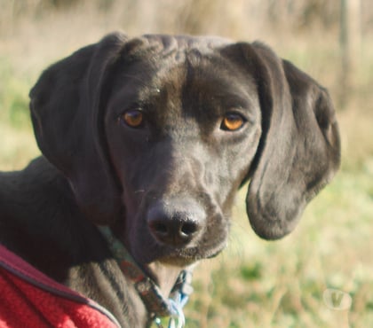 Adoption animaux Beziers Hérault - Photos Vivastreet VICKIE, chienne 1 an type labrador non lof