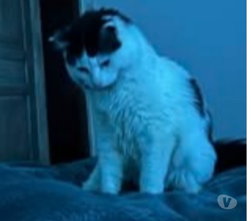 Don animaux Drôme Mollans sur Ouveze - 26170 - Photos Vivastreet Chat ANITA à l adoption