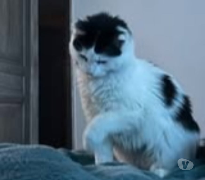 Don animaux Drôme Mollans sur Ouveze - 26170 - Photos Vivastreet Chat ANITA à l adoption