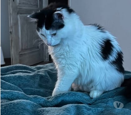 Adoption animaux Mollans sur Ouveze Drôme - Photos Vivastreet Chat ANITA à l adoption