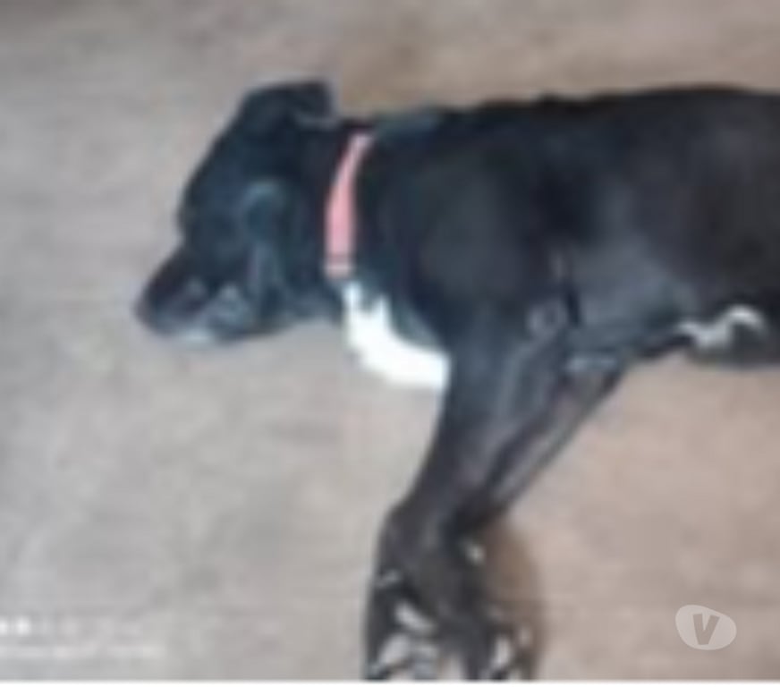 Don animaux Drôme Portes les Valence - 26800 - Photos Vivastreet Chien SCOUBIDOU à l adoption