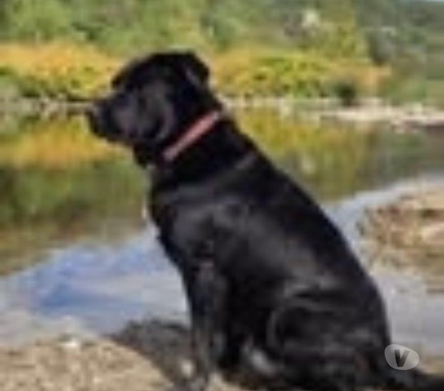 Don animaux Drôme Portes les Valence - 26800 - Photos Vivastreet Chien SCOUBIDOU à l adoption