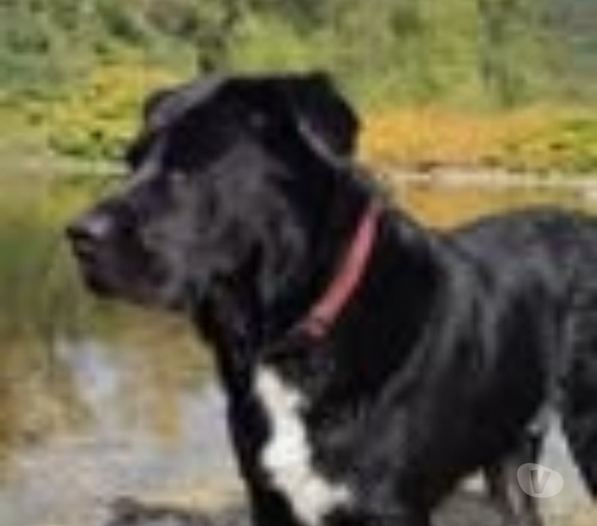 Don animaux Drôme Portes les Valence - 26800 - Photos Vivastreet Chien SCOUBIDOU à l adoption