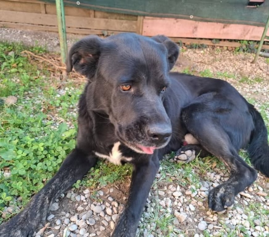 Don animaux Drôme Portes les Valence - 26800 - Photos Vivastreet Chien SCOUBIDOU à l adoption