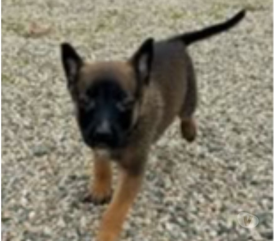 Don animaux Drôme Loriol sur Drome - 26270 - Photos Vivastreet Chien BLACK à la réservation