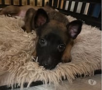 Chien BLACK à la réservation