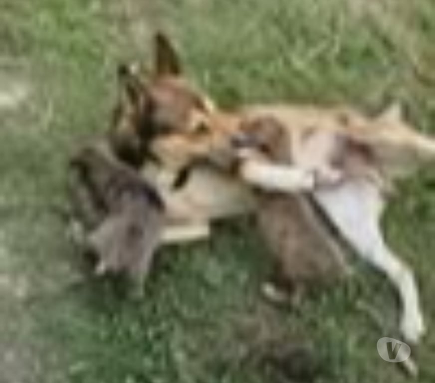 Don animaux Drôme Marges - 26260 - Photos Vivastreet Chien VALO à l adoption