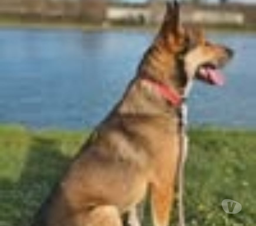 Don animaux Drôme Marges - 26260 - Photos Vivastreet Chien VALO à l adoption