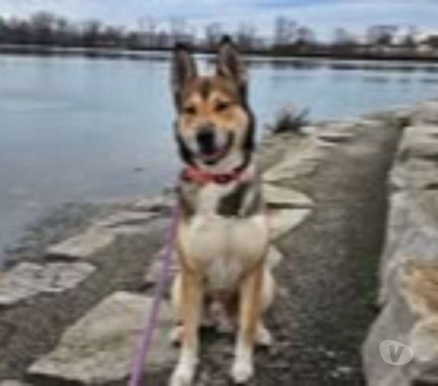 Don animaux Drôme Marges - 26260 - Photos Vivastreet Chien VALO à l adoption