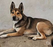 Chien VALO à l adoption