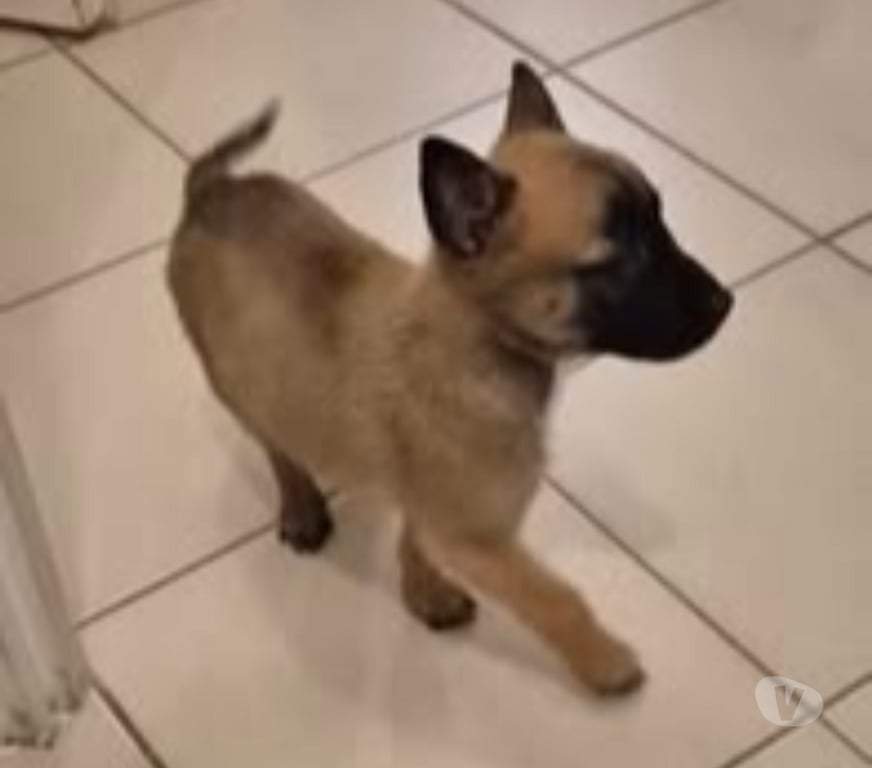 Don animaux Ardèche Davezieux - 07430 - Photos Vivastreet Chien REX à la réservation