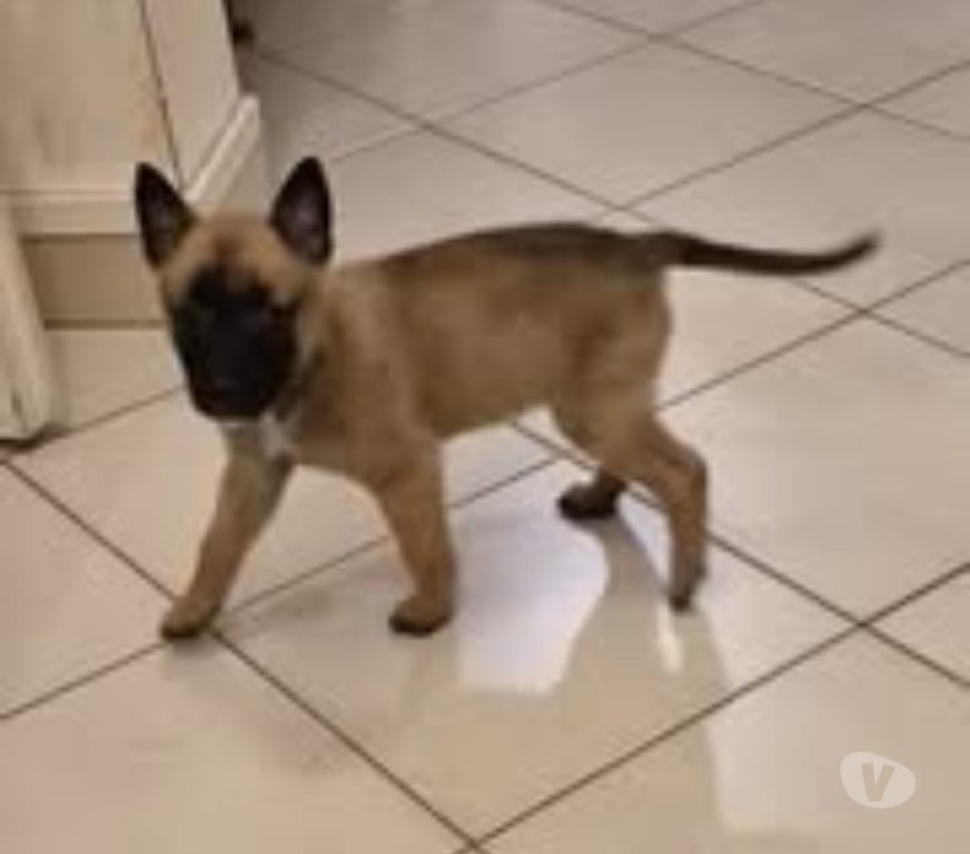 Don animaux Ardèche Davezieux - 07430 - Photos Vivastreet Chien REX à la réservation