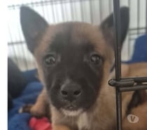 Chien REX à la réservation