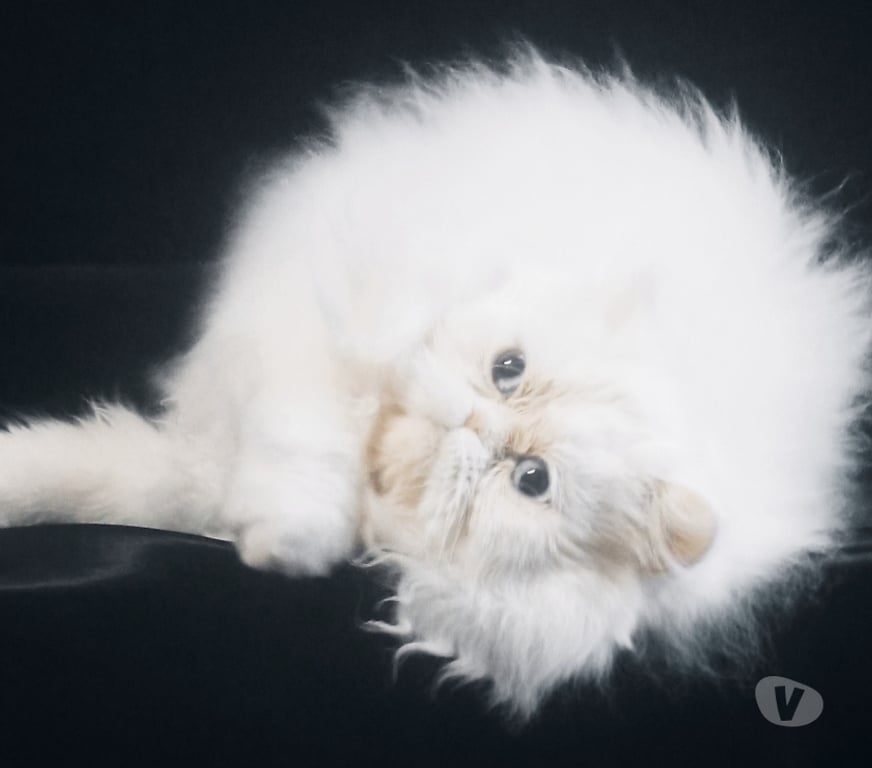 Vente Nièvre Decize - 58300 - Photos Vivastreet Persan femelle LOOF (3-4*CB)