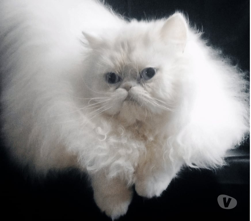 Vente Nièvre Decize - 58300 - Photos Vivastreet Persan femelle LOOF (3-4*CB)