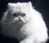 Persan femelle LOOF (3-4*CB)