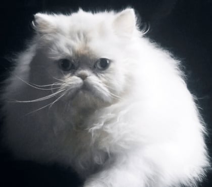 Vente animaux Decize Nièvre - Photos Vivastreet Persan femelle LOOF (3-4*CB)