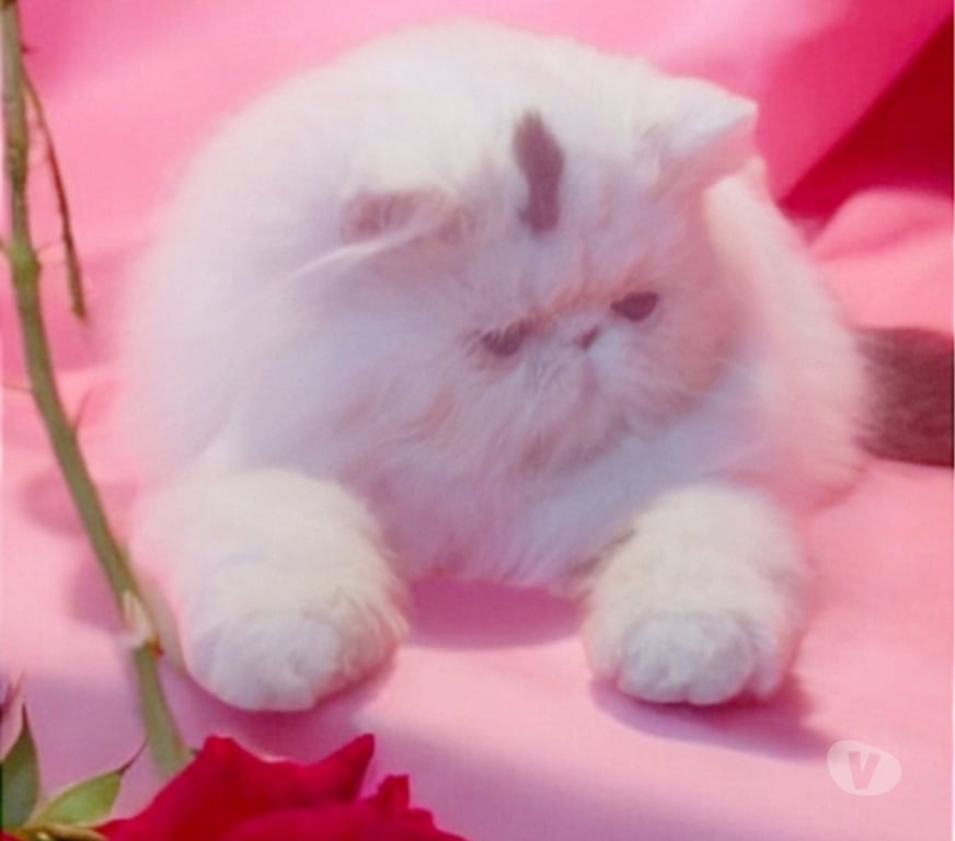 Vente Nièvre Cossaye - 58300 - Photos Vivastreet Persane femelle Van brown tabby (3-4*CB)