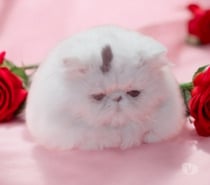 Persane femelle Van brown tabby (3-4*CB)