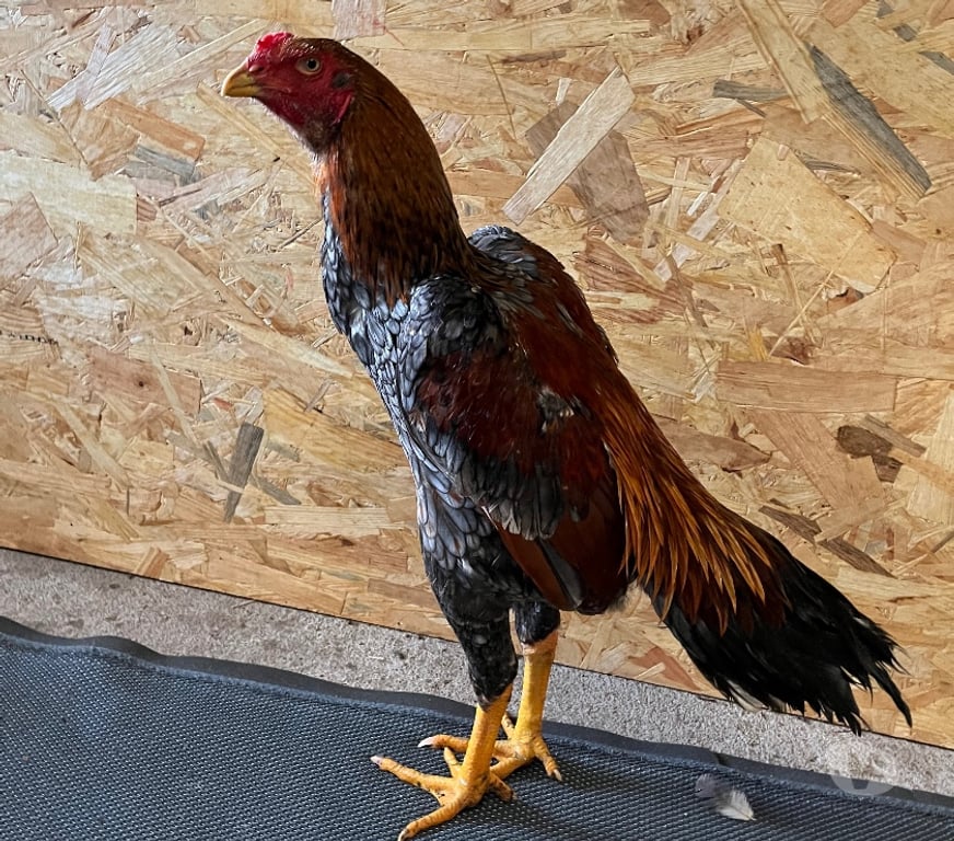 Vente Deux-Sèvres Oiron - Photos Vivastreet 2 jeune coq pas encore déclarée