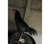 2 jeune coq pas encore déclarée