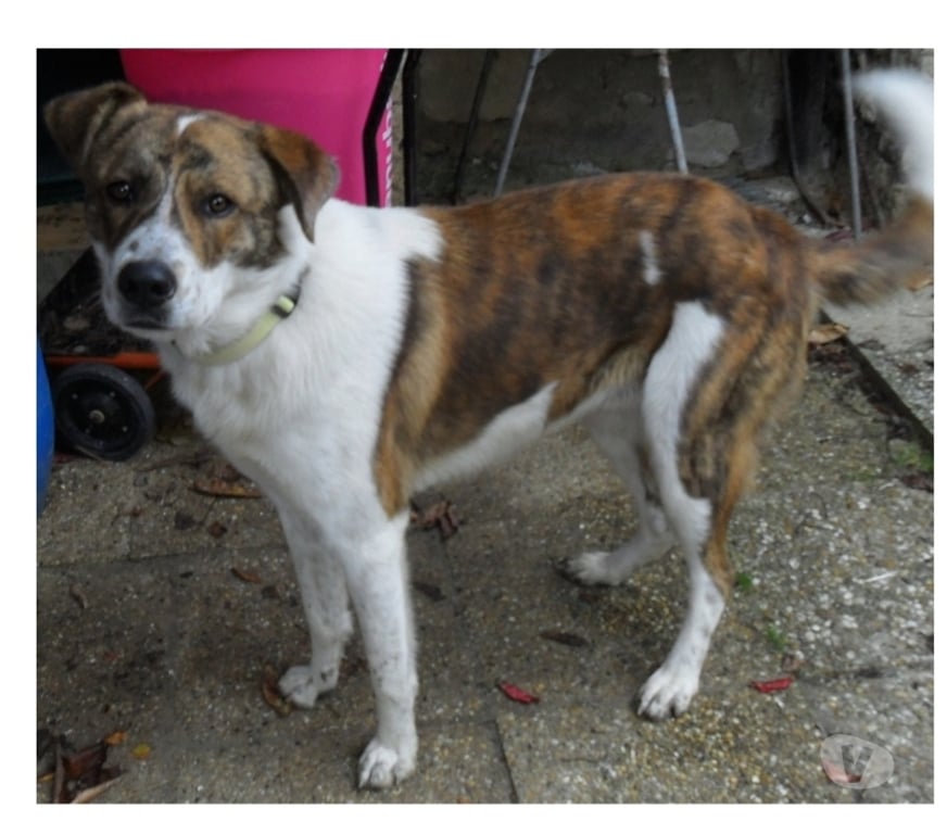 Vente Lot Castelnau Montratier - 46170 - Photos Vivastreet Chien mâle 1 an croisé Berger Australien et Patou