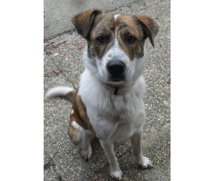 Vente Lot Castelnau Montratier - 46170 - Photos Vivastreet Chien mâle 1 an croisé Berger Australien et Patou