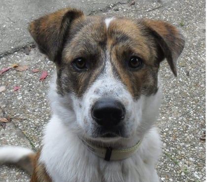 Vente animaux Castelnau Montratier Lot - Photos Vivastreet Chien mâle 1 an croisé Berger Australien et Patou