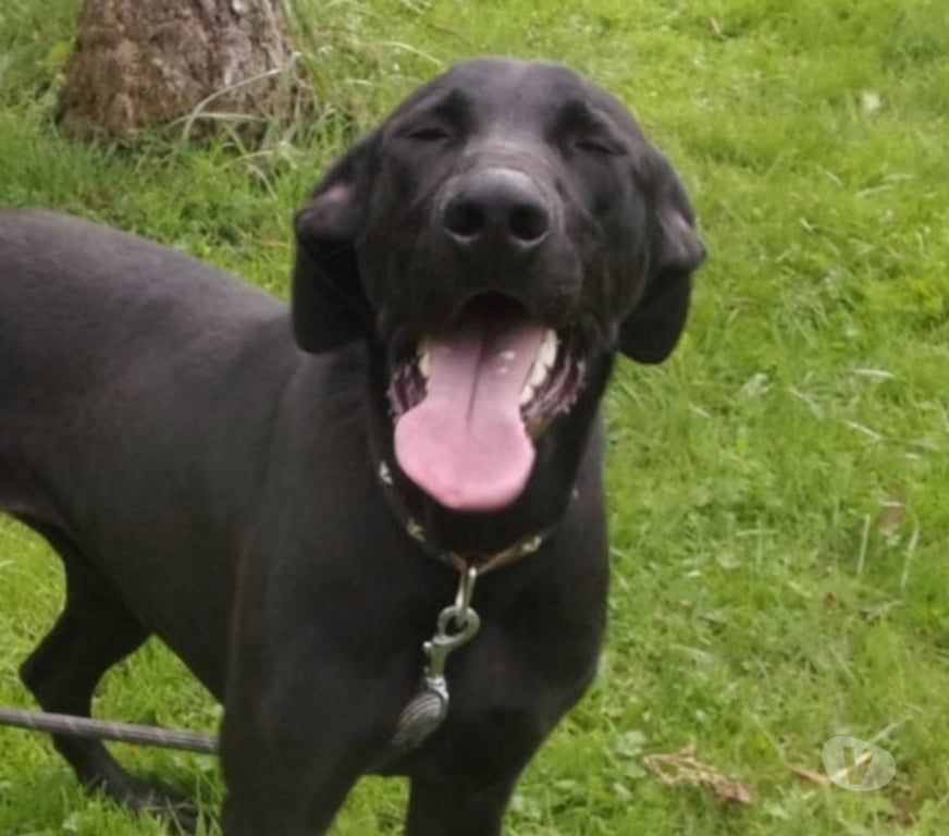 Vente Lot Castelnau Montratier - 46170 - Photos Vivastreet Chien mâle 2 ans croisé Braque tonique et très affectueux