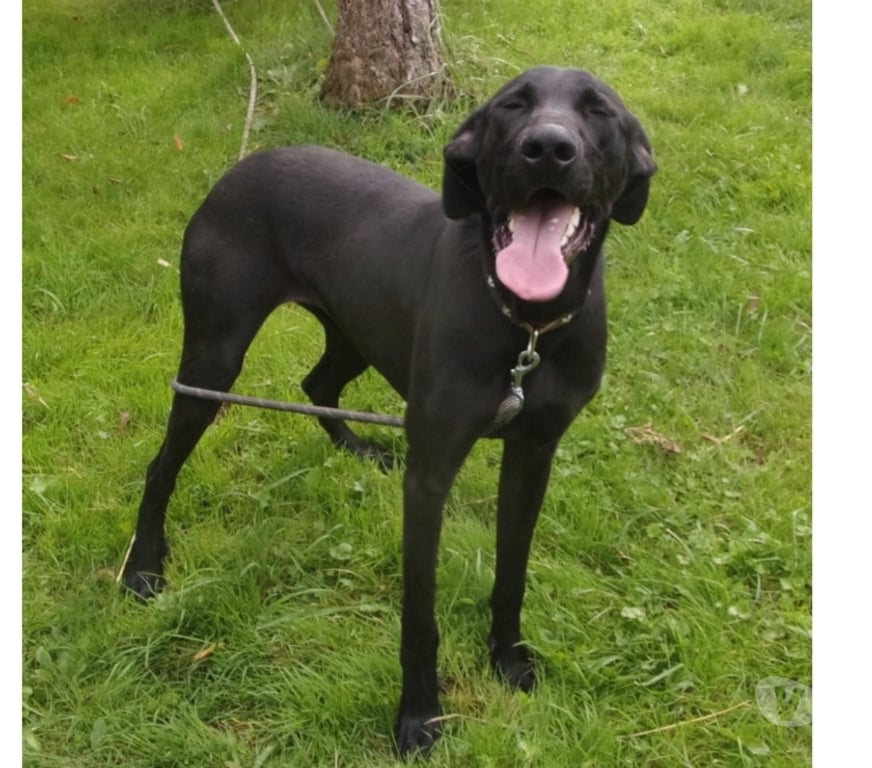 Vente Lot Castelnau Montratier - 46170 - Photos Vivastreet Chien mâle 2 ans croisé Braque tonique et très affectueux