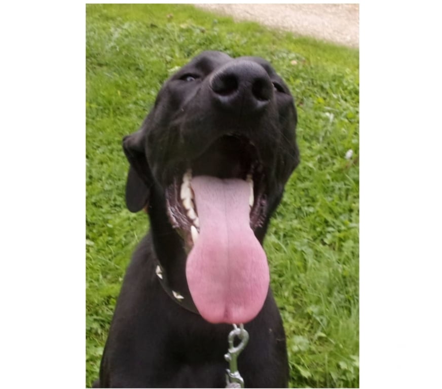 Vente Lot Castelnau Montratier - 46170 - Photos Vivastreet Chien mâle 2 ans croisé Braque tonique et très affectueux