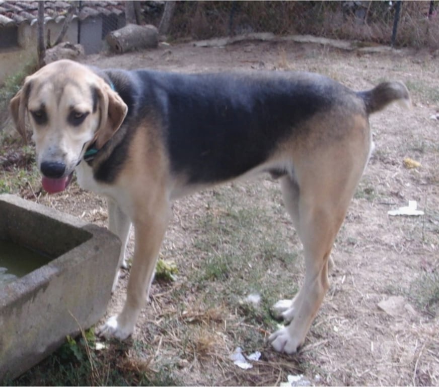 Vente Lot Castelnau Montratier - 46170 - Photos Vivastreet Chien mâle 3 ans croisé Berger gentil affectueux et actif