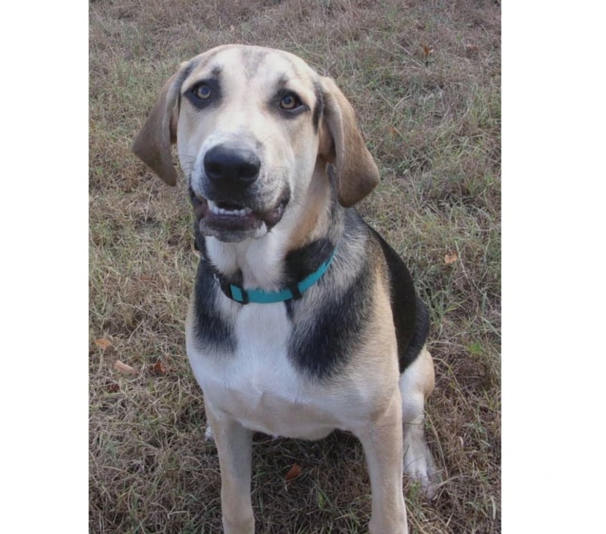 Vente Lot Castelnau Montratier - 46170 - Photos Vivastreet Chien mâle 3 ans croisé Berger gentil affectueux et actif